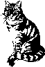 cat.gif (1456 bytes)